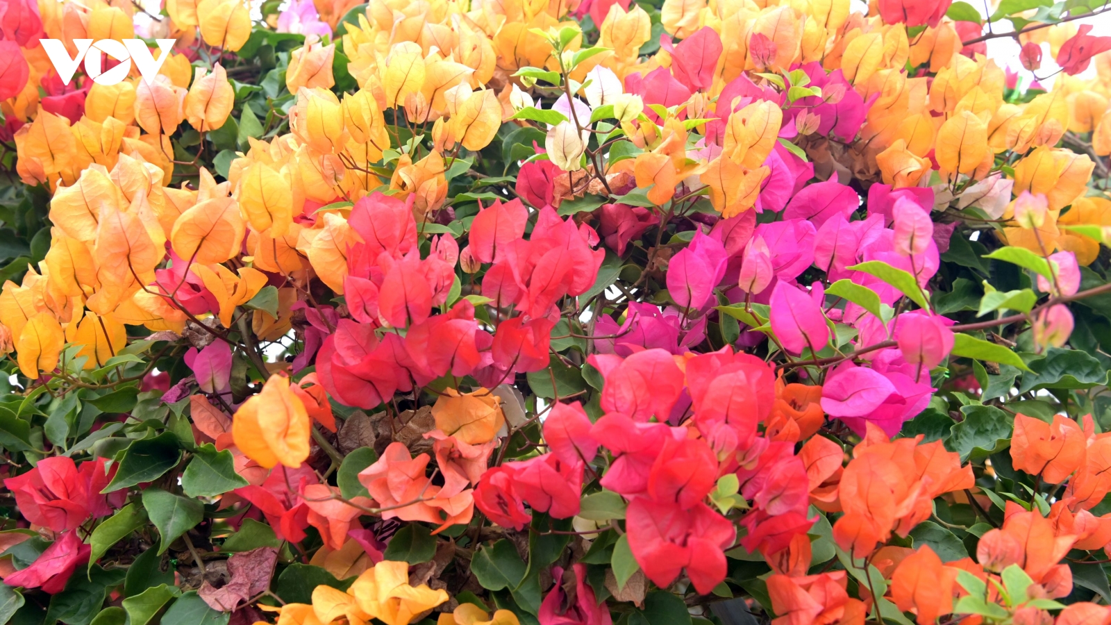 Hoa giấy Phù Đổng nở rực rỡ gần Tết nhưng vắng khách mua, chủ vườn lo lắng